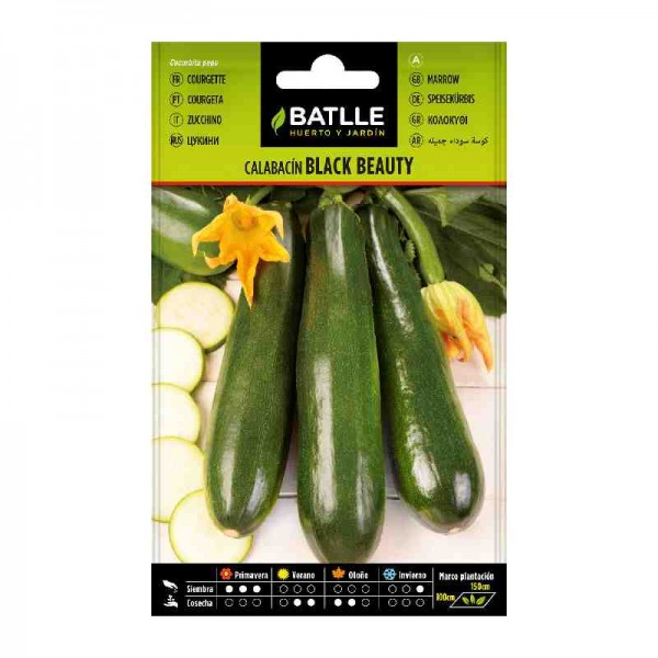 Plantar-calabacin-sembrar-huerto-black-beauty-batlle