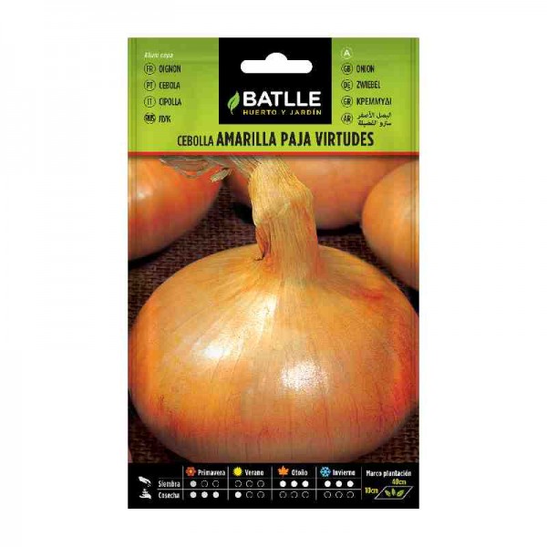 sembrar-cebolla-plantar-semilla-amarilla-paja-virtudes-batlle
