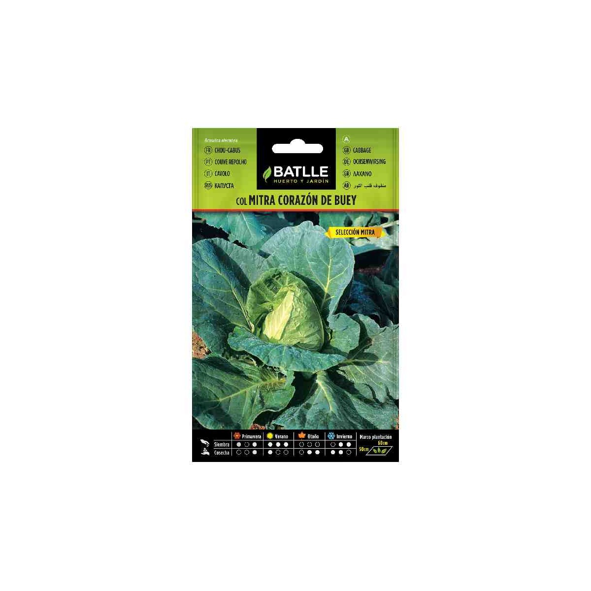 siembra-col-corazon-buey-mitra-batlle-repollo-huerto-huerta
