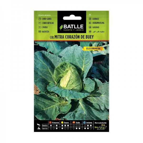 siembra-col-corazon-buey-mitra-batlle-repollo-huerto-huerta