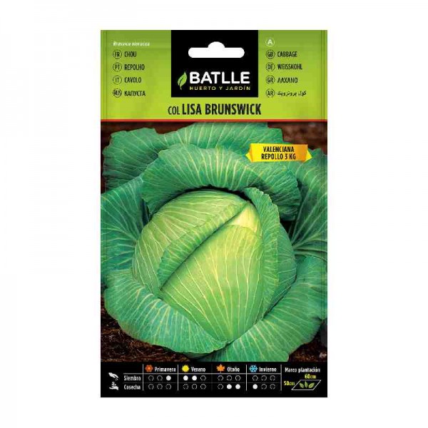 sembrar-col-lisa-brunswick-batlle-repollo-liso-huerto