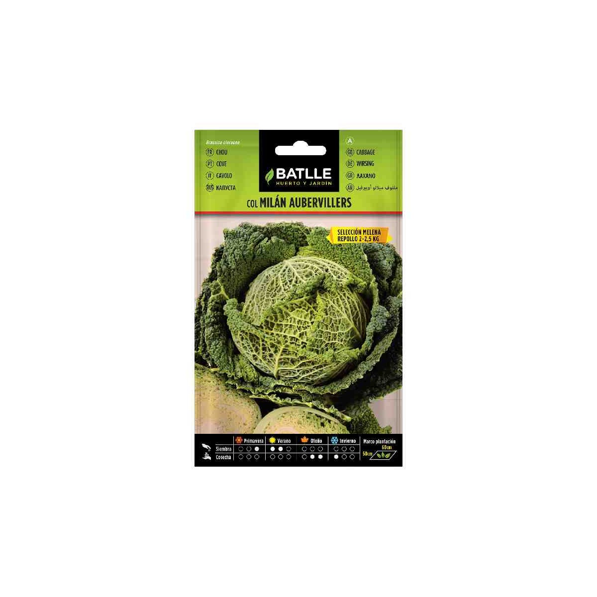 repollo rizado-col-de-milan-aubervillers-batlle-huerta