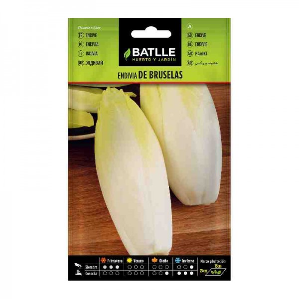 semilla-cultivo-endivia-bruselas-batlle-sembrar-huerto