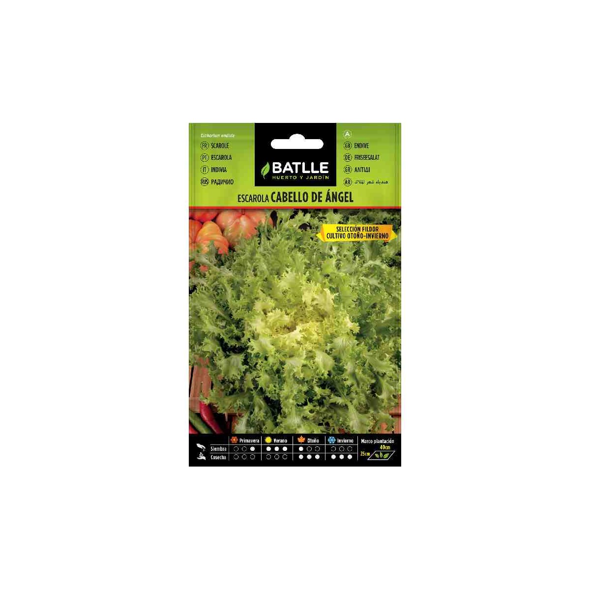 planta-escarola-cabello-angel-batlle-cultivar-sembrar-huerto