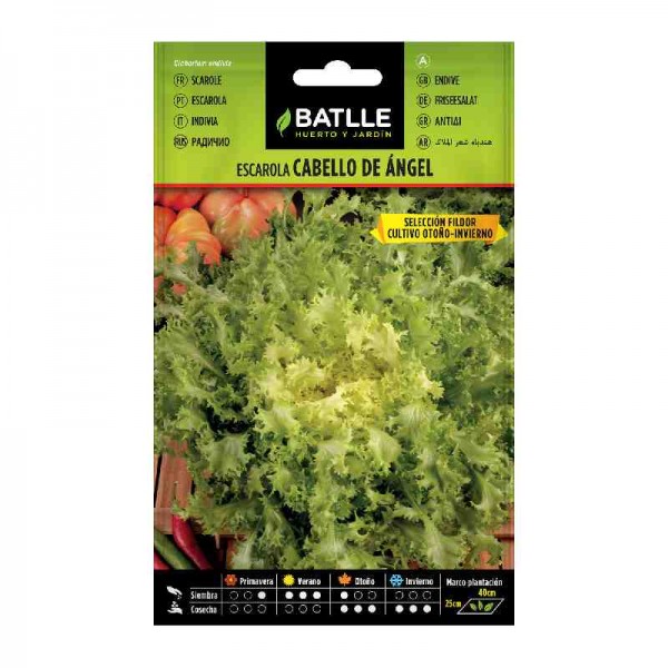 planta-escarola-cabello-angel-batlle-cultivar-sembrar-huerto