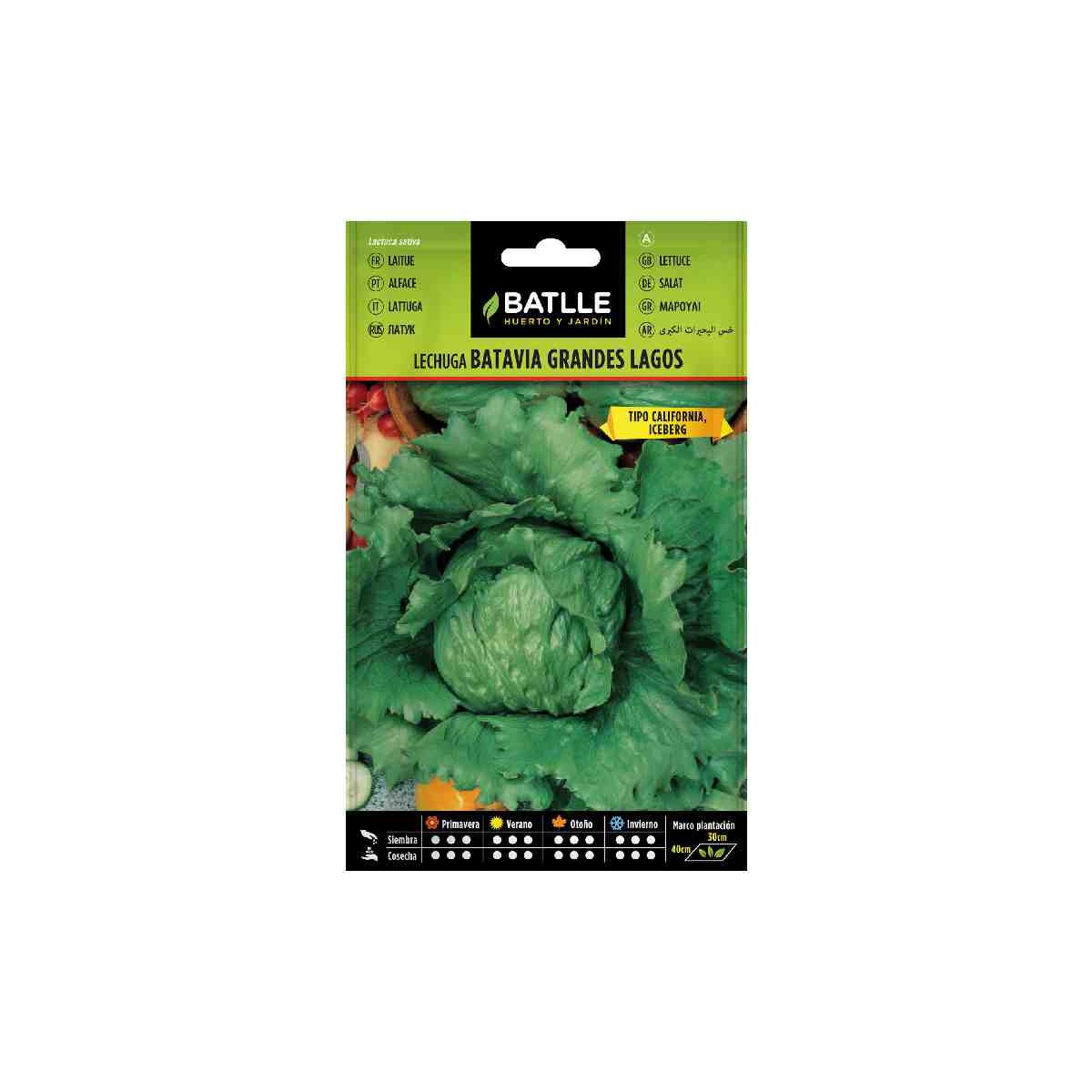 plantar-lechuga-batavia-iceberg-batlle-huerto