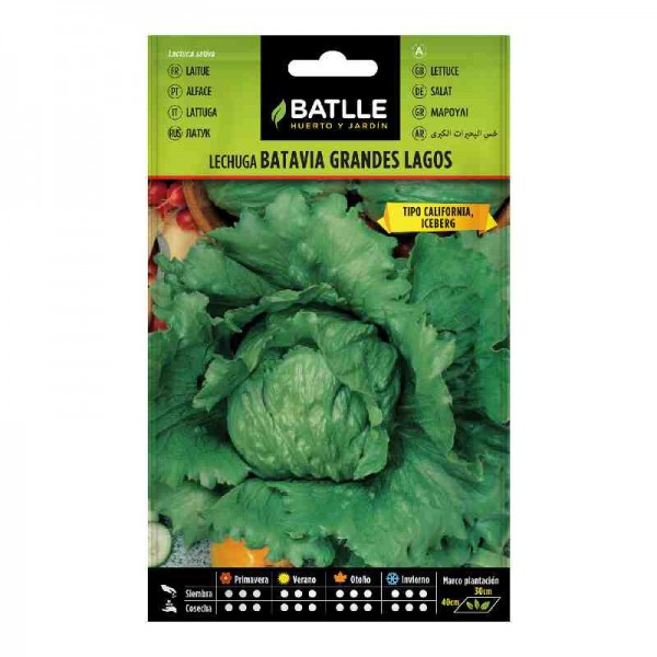 plantar-lechuga-batavia-iceberg-batlle-huerto