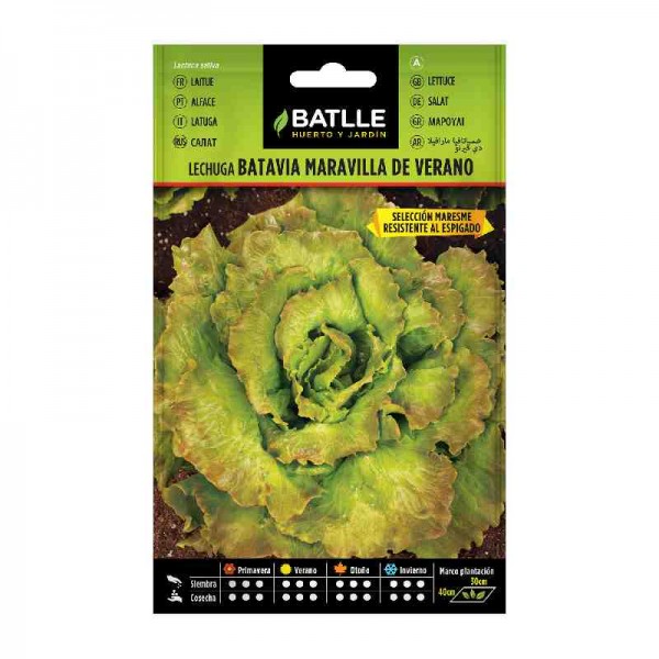 plantar-semilla-lechuga-batavia-maravilla-de-verano-batlle
