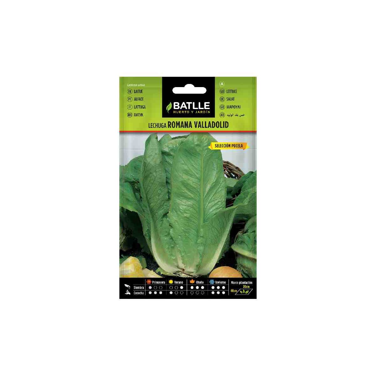 plantar-semilla-lechuga-romana-valladolid-batlle-huerto