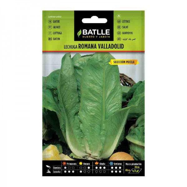 plantar-semilla-lechuga-romana-valladolid-batlle-huerto