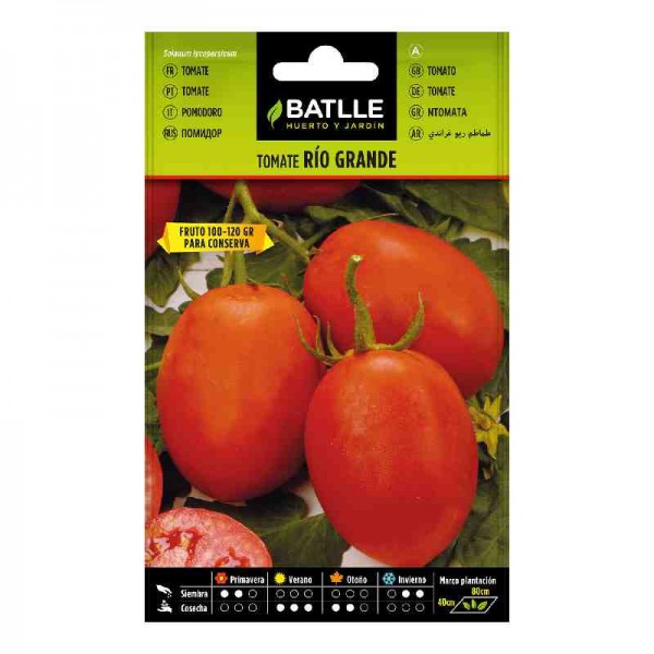 sembrar-plantar-tomate-pera-rio-grande-batlle