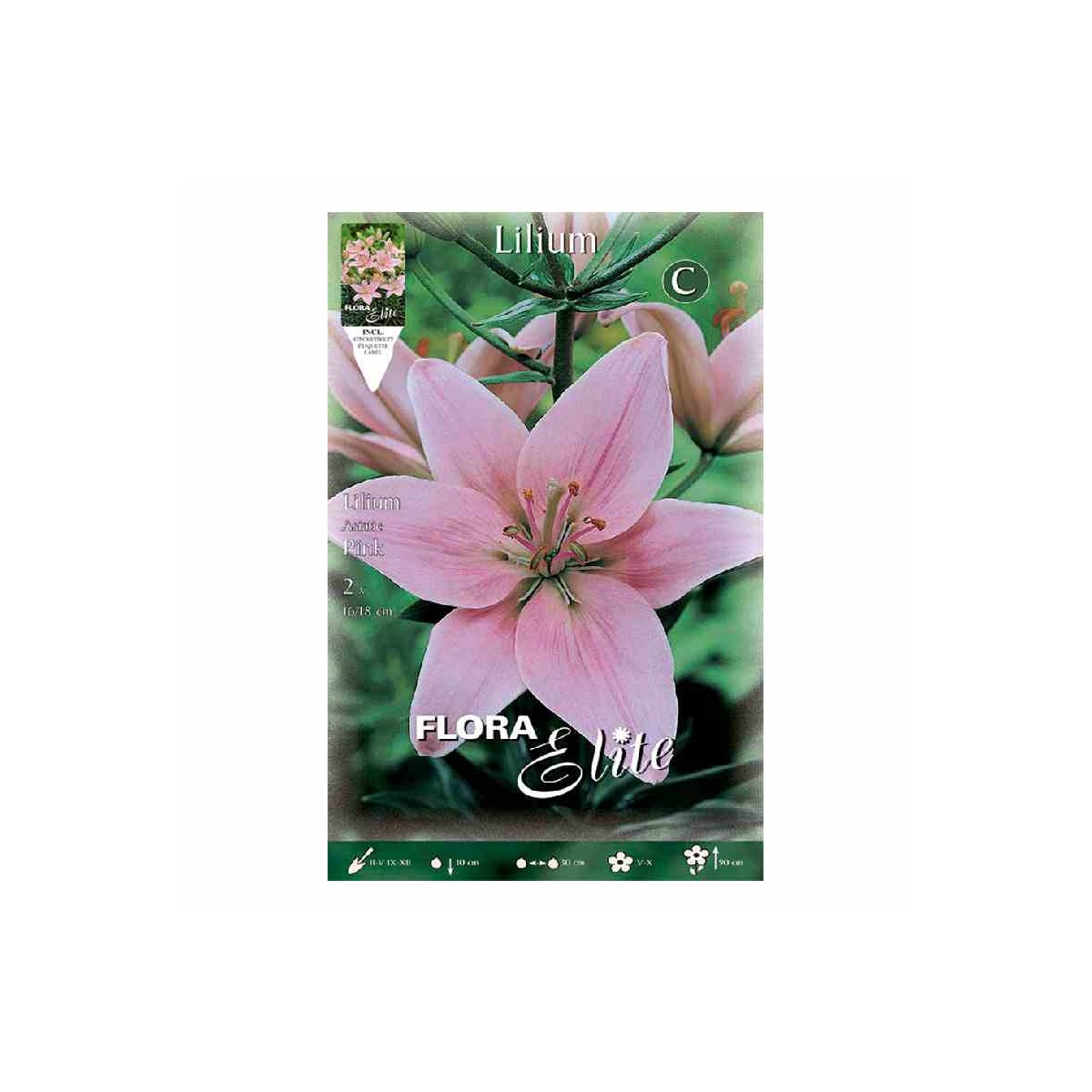 bulbo-lilium-rosa