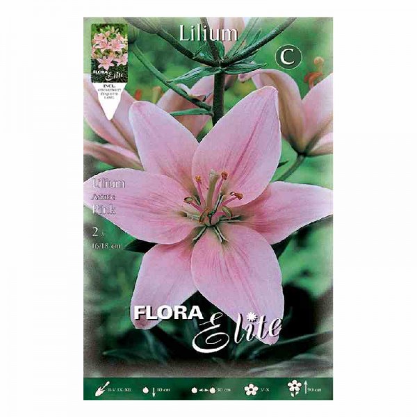 bulbo-lilium-rosa