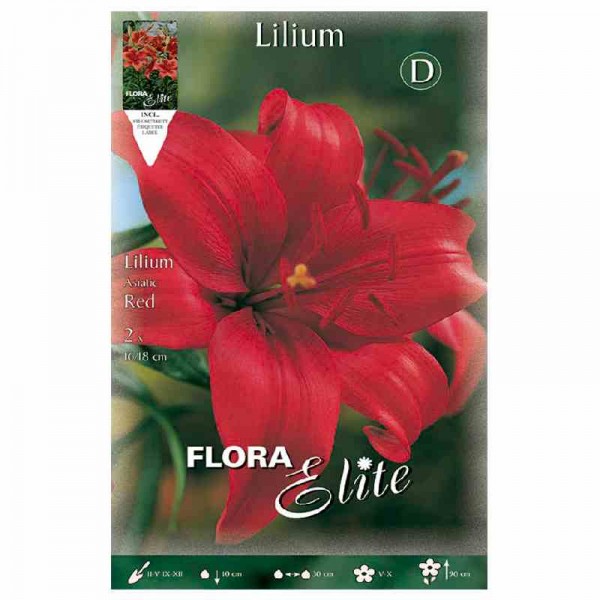 bulbo-lilium-rojo