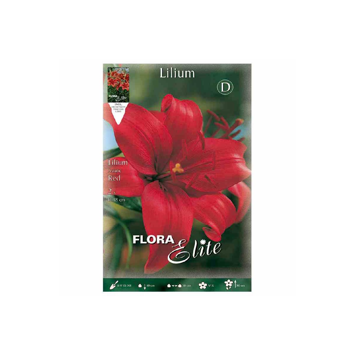 bulbo-lilium-rojo