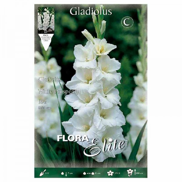 bulbo-gladiolo-blanco