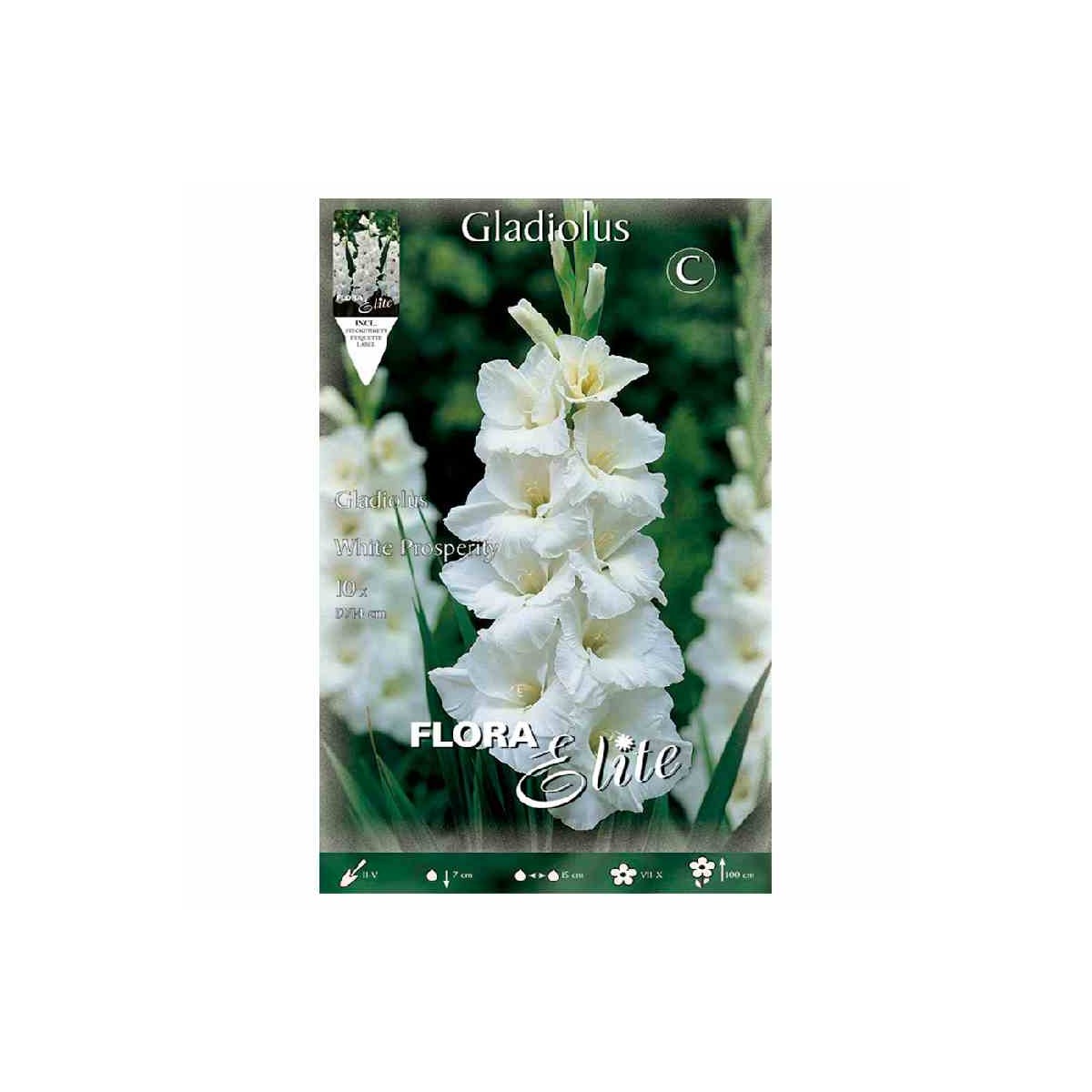 bulbo-gladiolo-blanco