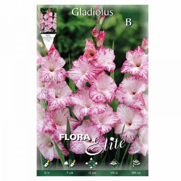 bulbos-rosa-centro-blanco