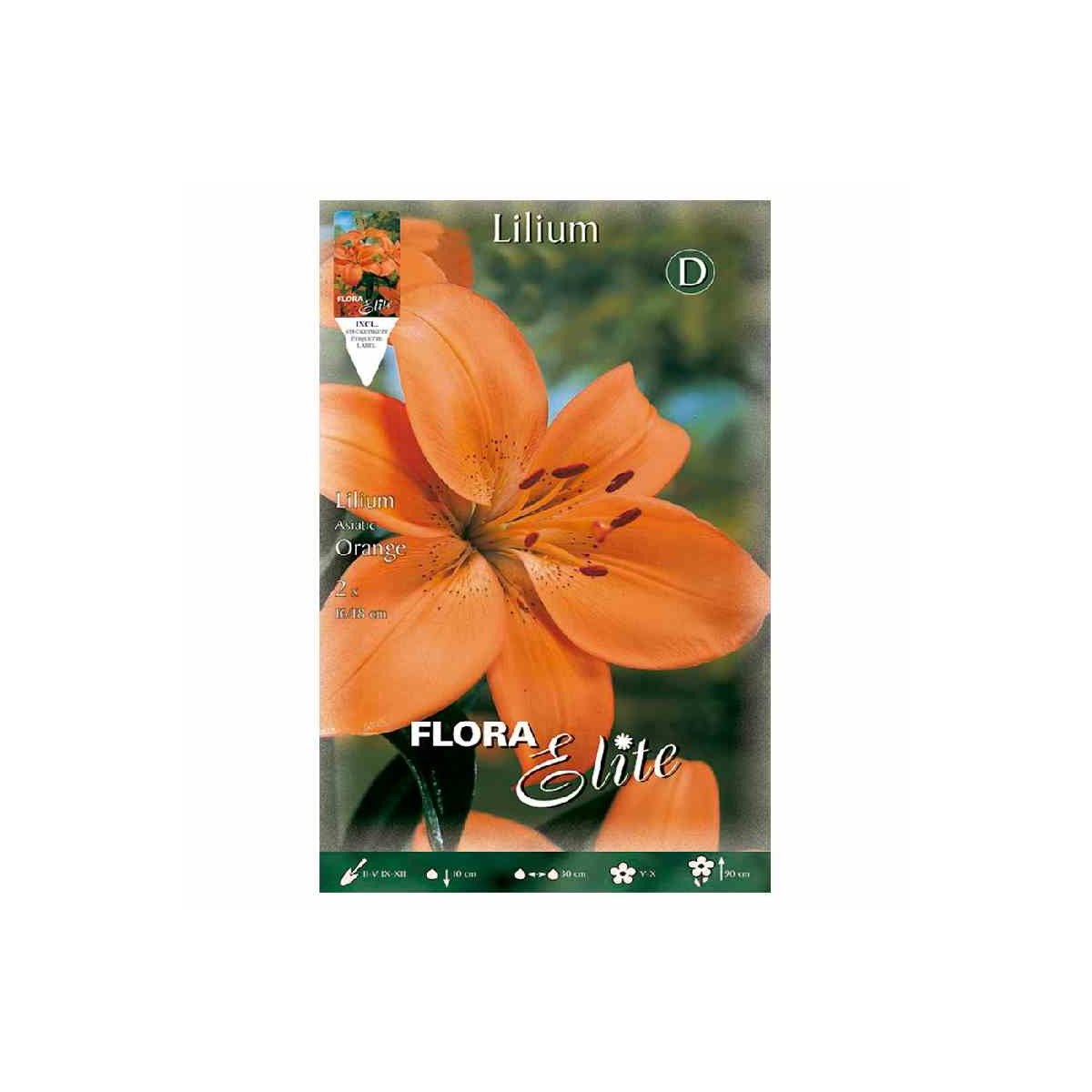 bulbo-lilium-naranja