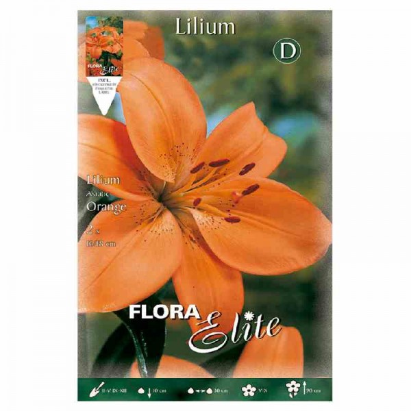 bulbo-lilium-naranja