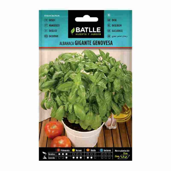 semillas-albahaca-gigante-genovesa-batlle