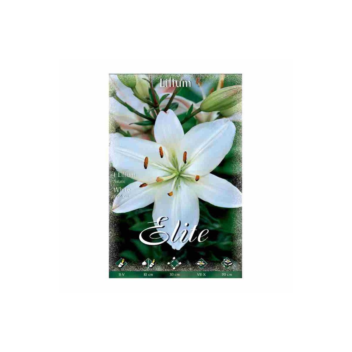 Bulbo de Lilium Blanco