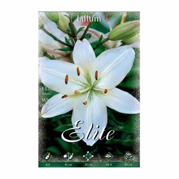 Bulbo de Lilium Blanco
