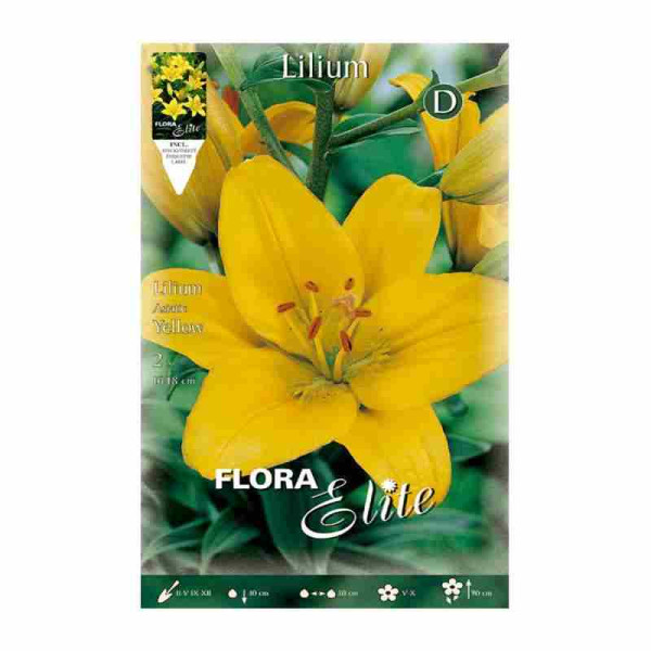 Bulbo de Lilium Amarillo