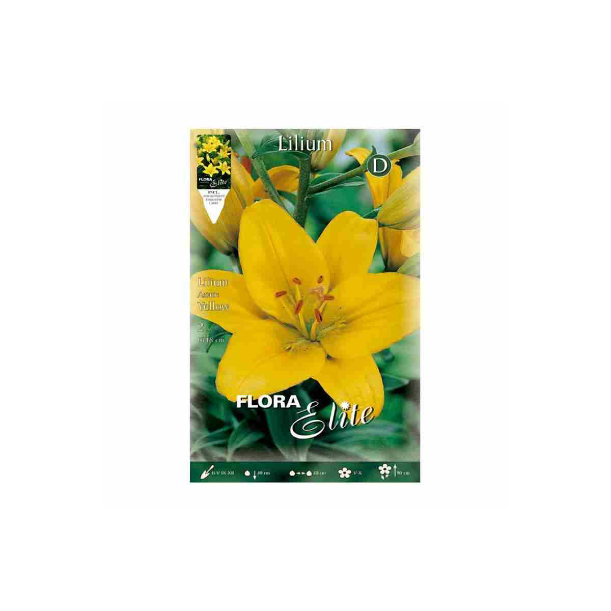 Bulbo de Lilium Amarillo
