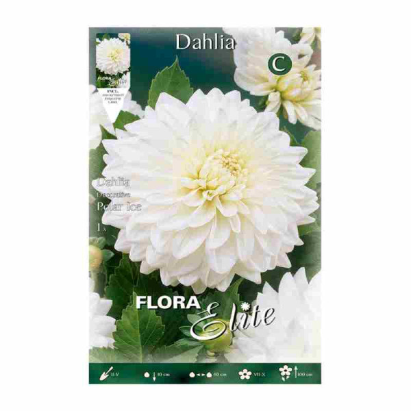 bulbo-de-dalia-blanca