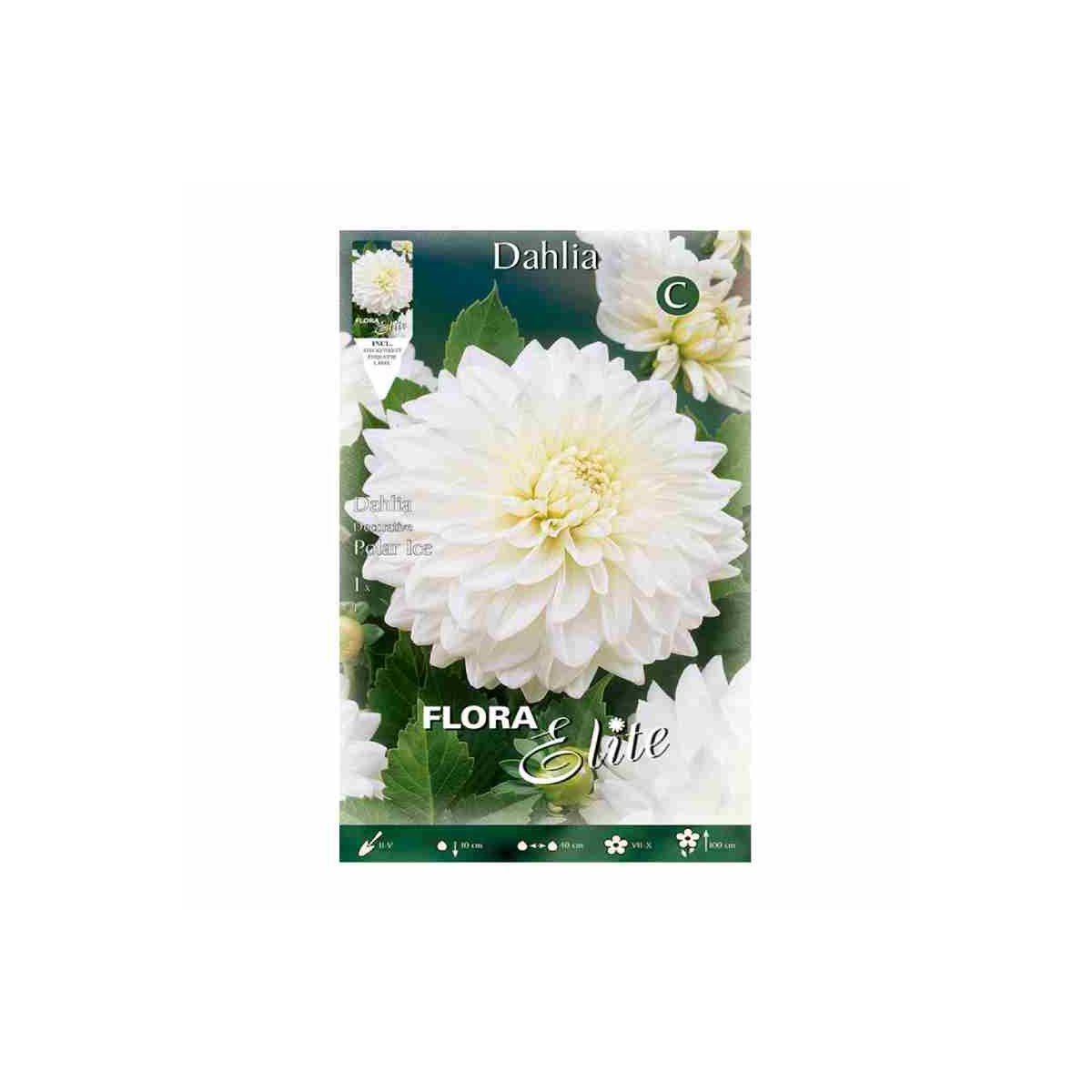 bulbo-de-dalia-blanca
