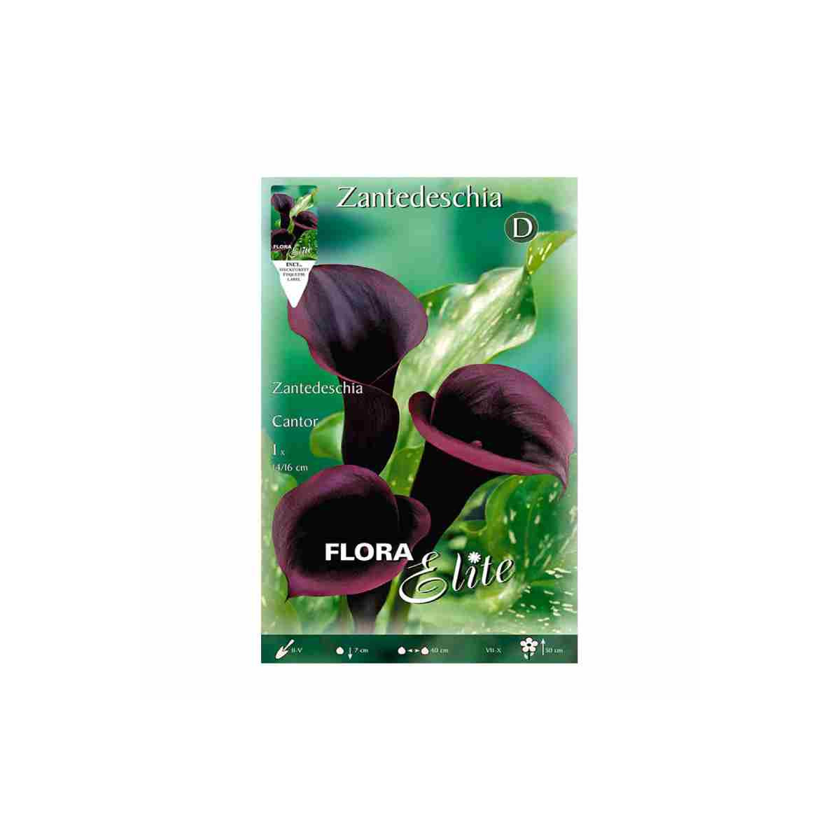 bulbo-de-cala-zantedeschia.negra