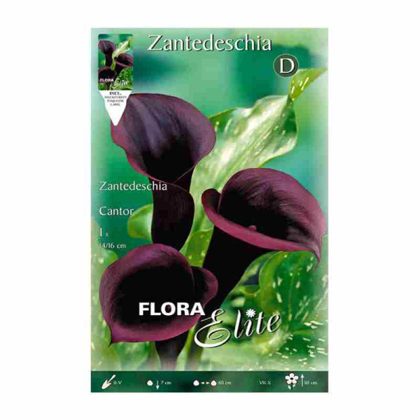 bulbo-de-cala-zantedeschia.negra