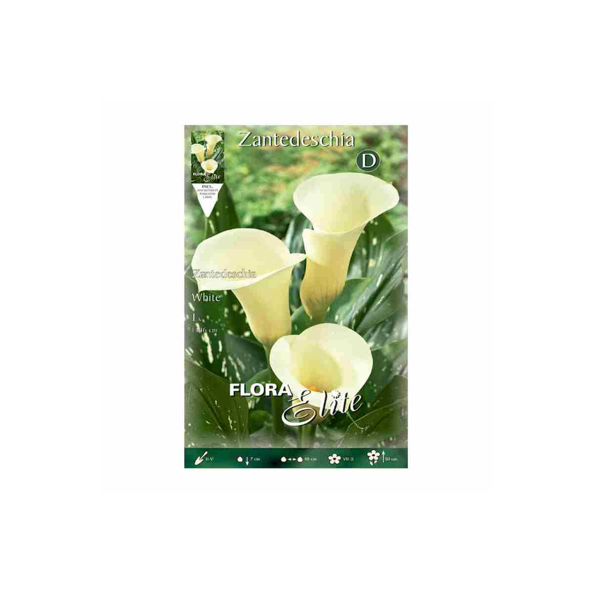 bulbo-de-cala-zantedeschia-blanca