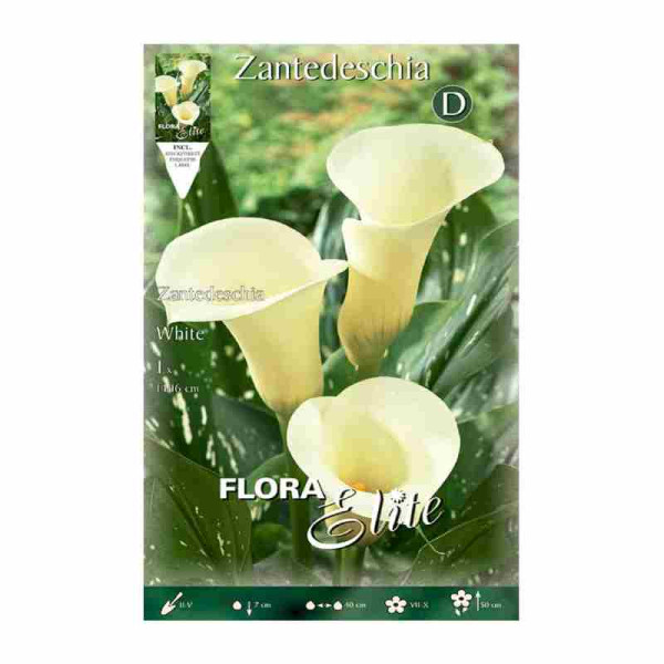 bulbo-de-cala-zantedeschia-blanca