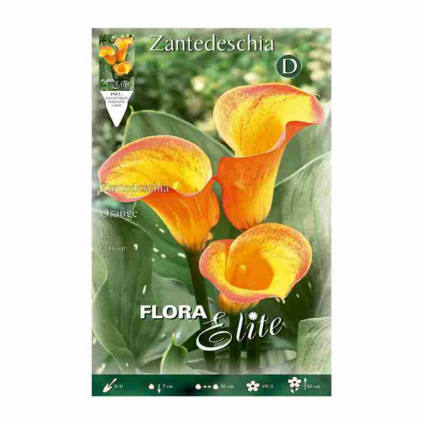bulbo-de-cala-zantedeschia-mezcla-amarillo-naranja