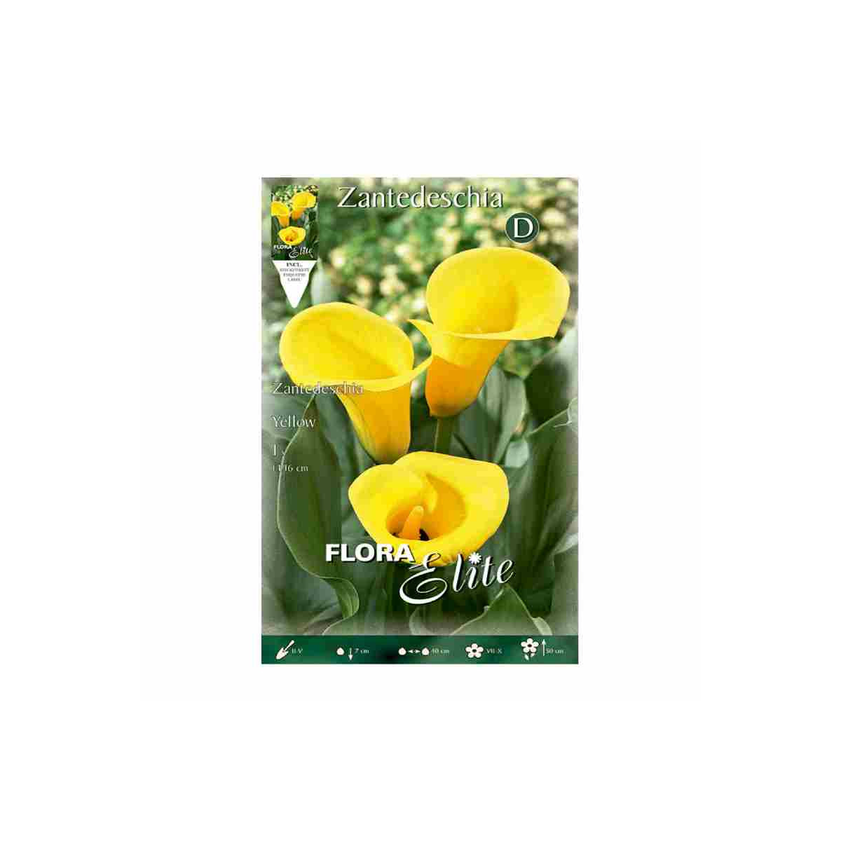 bulbo-de-cala-zantedeschia-amarilla