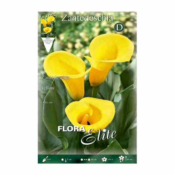 bulbo-de-cala-zantedeschia-amarilla