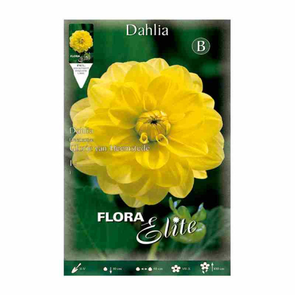 bulbo-de-dalia-amarilla