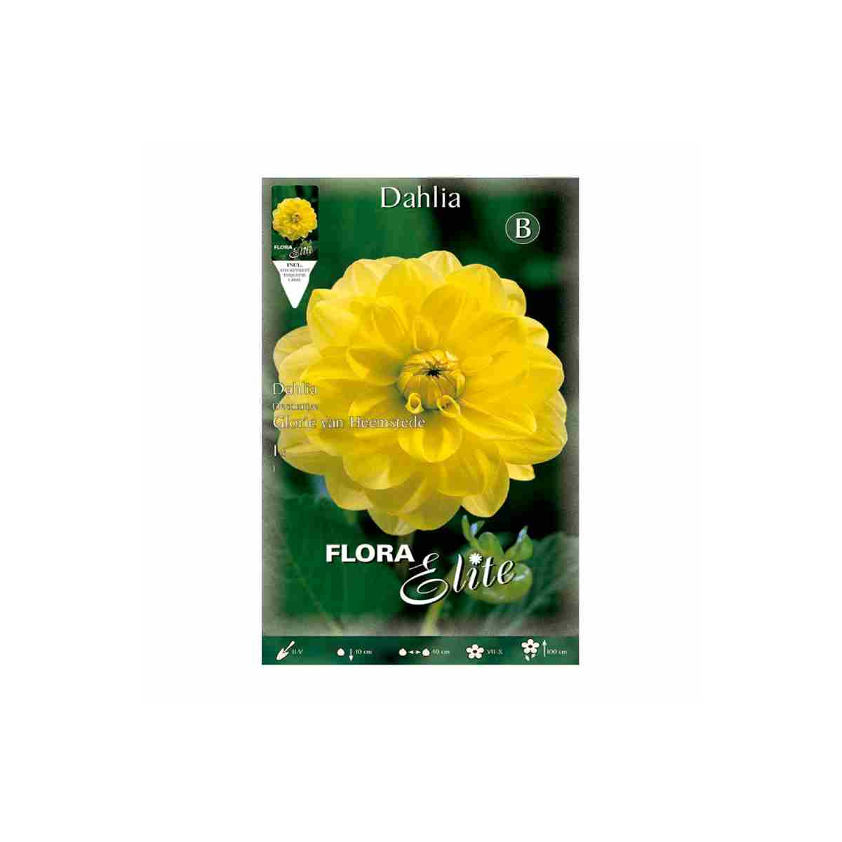 bulbo-de-dalia-amarilla