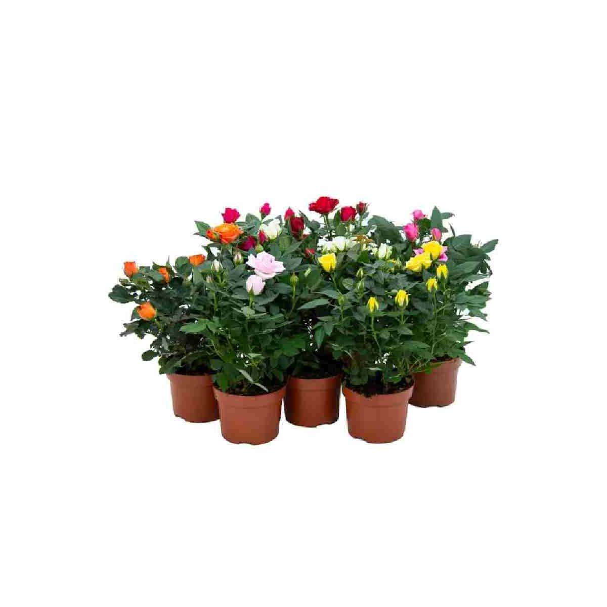 rosal-mini-m-12