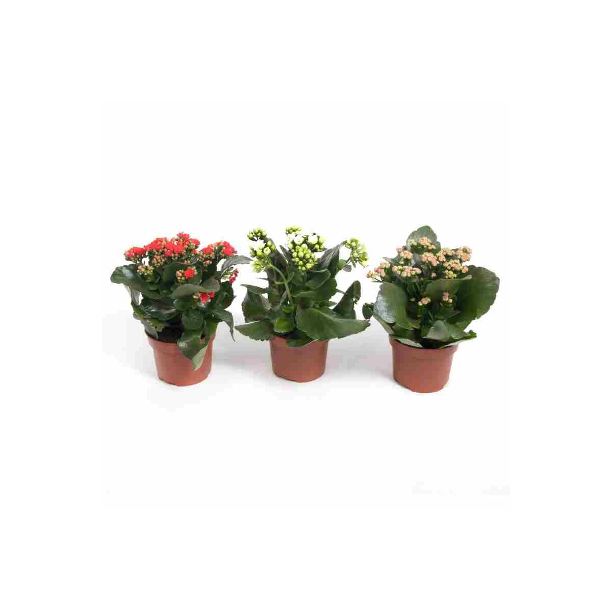 kalanchoe-m-12